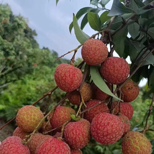 高州市根子荔枝