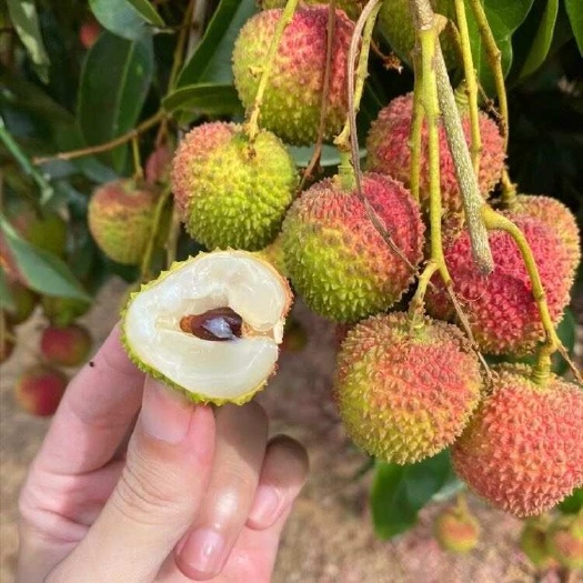 【京东包邮】妃子笑荔枝1～5斤新鲜水果现摘发货
