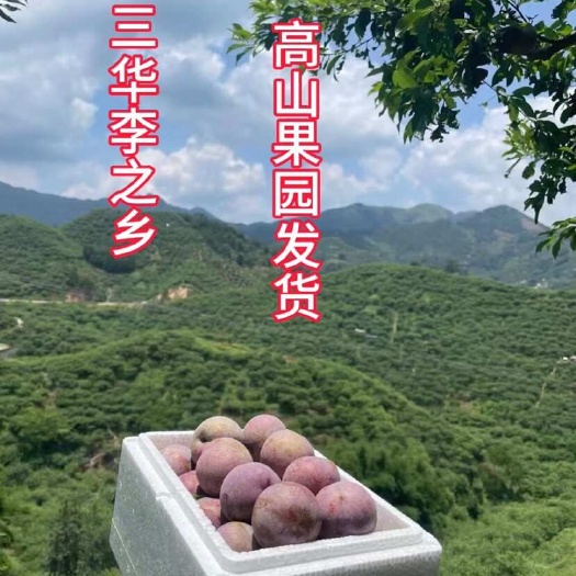 信宜市三华李钱排三华李自家果园现摘现发口感酸甜爽脆支持一件代发