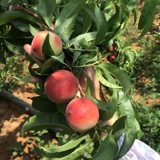 枣阳市胭脂蜜桃