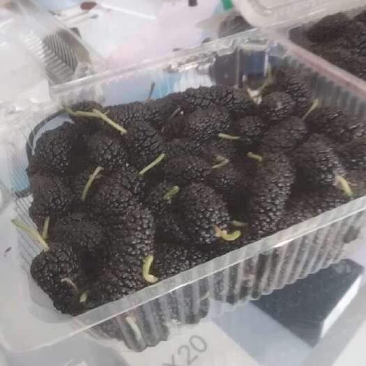 太和县自家300亩果桑，正待成熟，欢迎来电采购