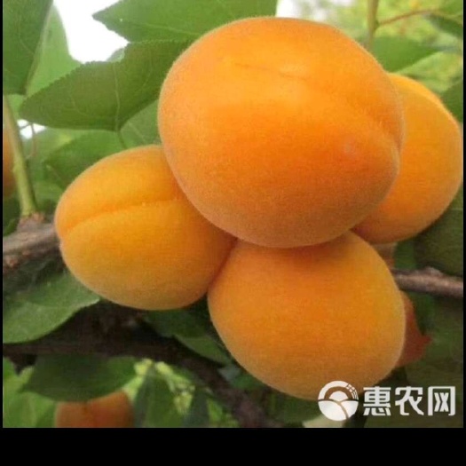 内乡县金太阳杏