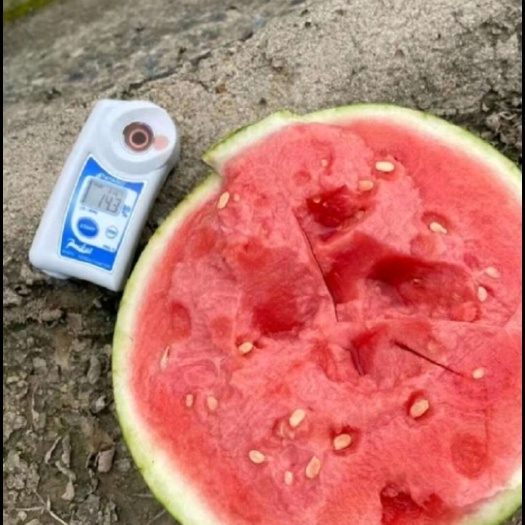 精致台瓜种植地批发，20号大量上市，无籽有籽美都包熟不过