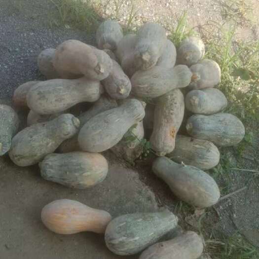 扶绥县南瓜