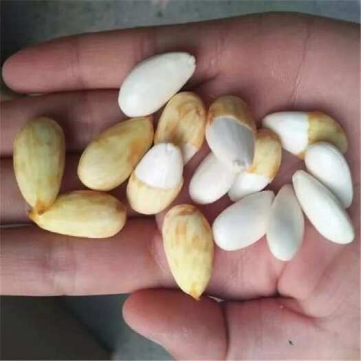 青皮巴旦木鲜果，即新鲜的巴旦木果实。