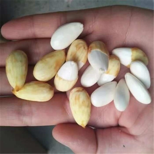 莎车县青皮巴旦木鲜果，即新鲜的巴旦木果实。