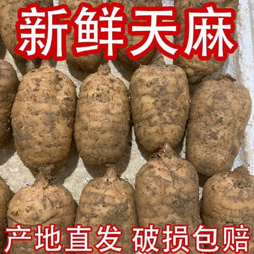 卢氏县红天麻鲜天麻天然天麻新鲜天麻生天麻冬麻批发