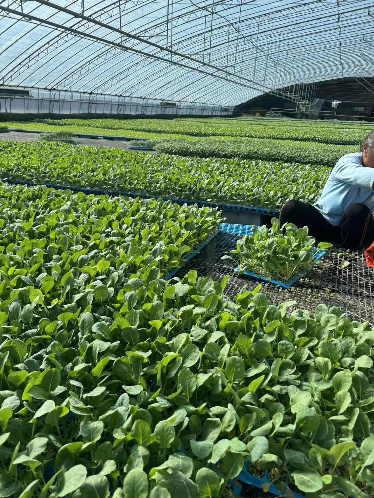 花菜苗 有机菜花苗 小米粒青梗白面 70天菜花苗 花椰菜苗