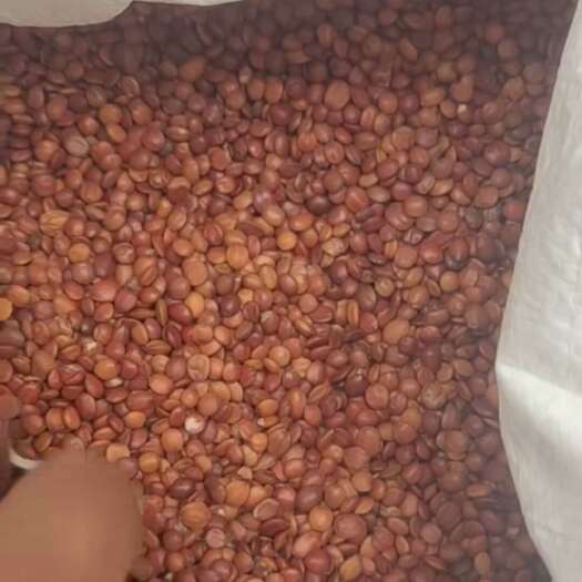  酸枣仁