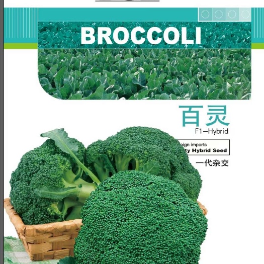 济南耐寒西兰花种子，百灵低温不发紫