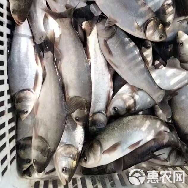 四川遂宁蓬溪基地供应批发白鲢大鱼成鱼鱼塘流水养殖3-5斤