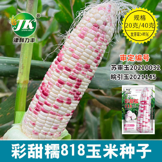 河间市大禹五彩蜜糯玉米种子彩粒白轴春夏播甜糯玉米种籽彩甜糯玉米种子