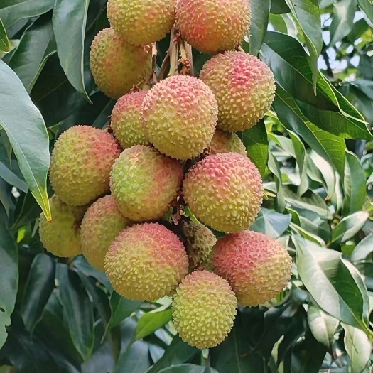 灵山县灵山妃子笑
