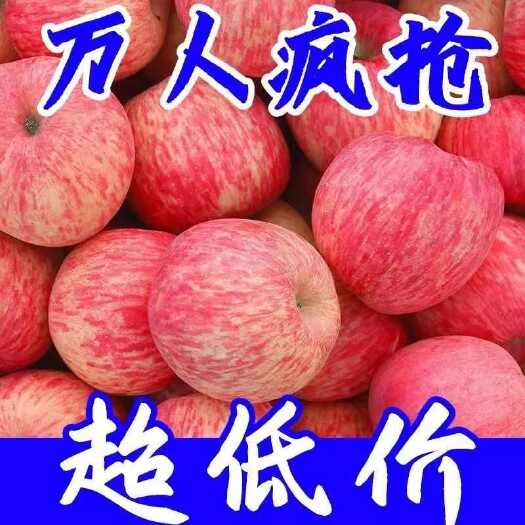 凤县【超低价】红富士苹果水果新鲜丑苹果冰糖心脆甜应季10斤批