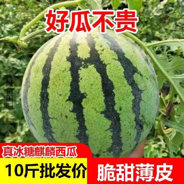 【冰糖麒麟】西瓜脆甜西瓜8424现摘薄皮无籽有籽美都新鲜