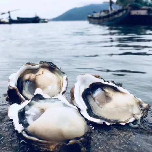 饶平县广东原产地批发 鲜活全壳生蚝大牡蛎半壳小生蚝通货100斤