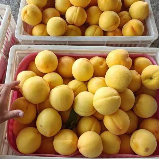 太和县黄毛桃    随行就市