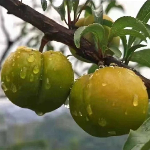 镇宁县六马蜂糖李