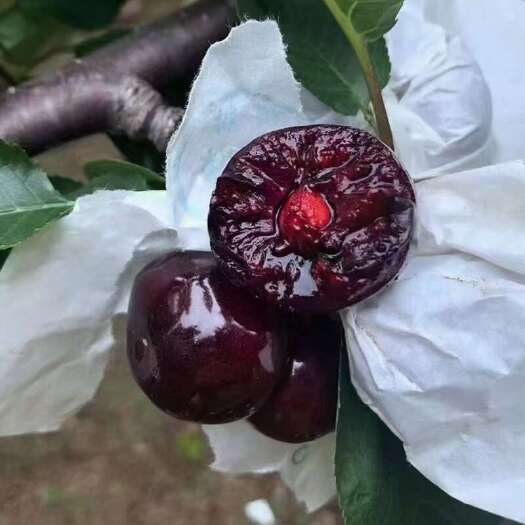 汉源县车厘子，