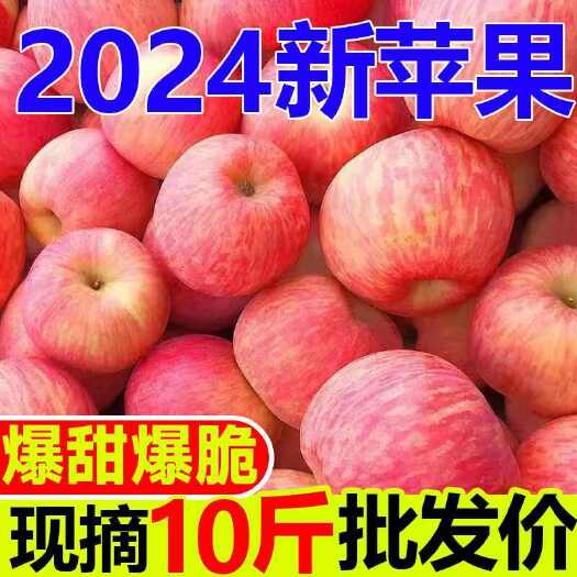 太老道学派陕西洛川苹果当季新鲜水果10斤批发孕妇甜苹果红富
