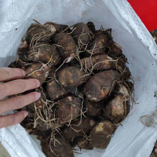 （新货2025广东千亩红芽芋种植批发，一手货源可开发票