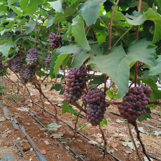 弥勒市茉莉香葡萄