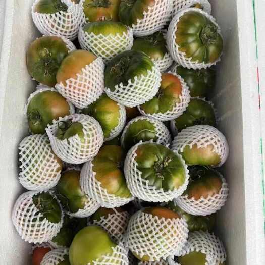  铁柿子