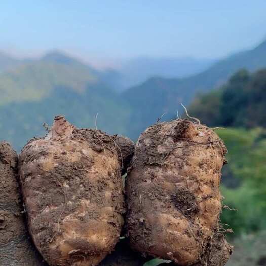 彝良县云南昭通小草坝新鲜乌天麻，现挖现发