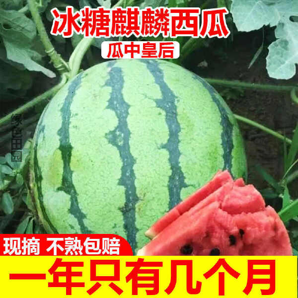 【冰糖麒麟】西瓜脆甜西瓜8424现摘薄皮无籽有籽美都新鲜