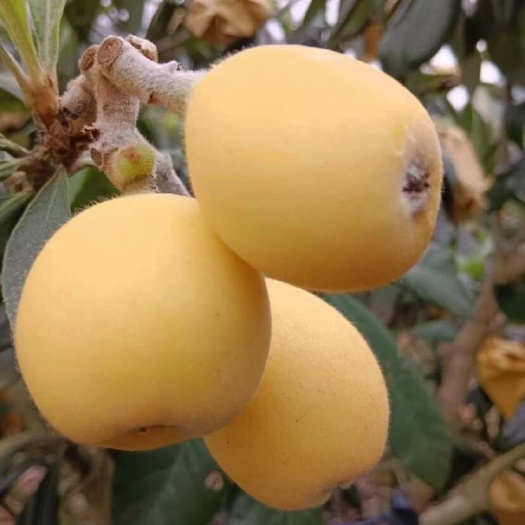 象山县白沙枇杷