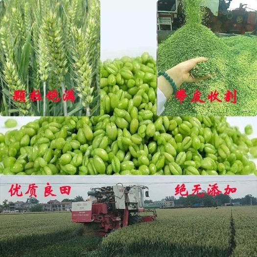 太康县青麦