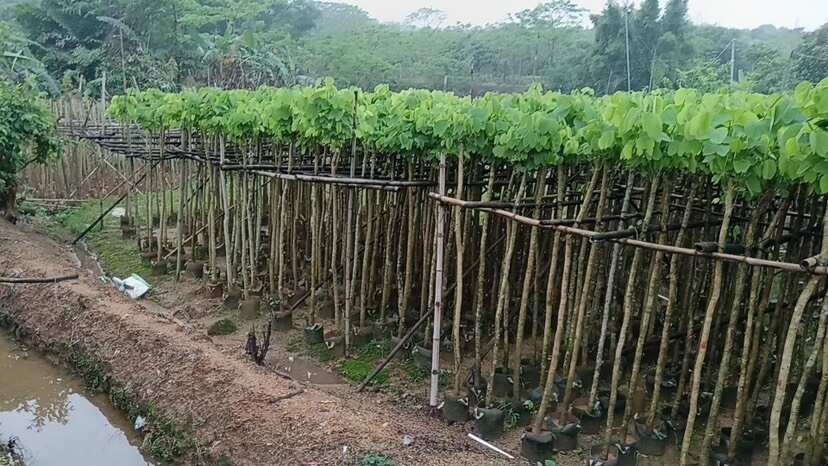 羊蹄甲3-15分低价出售