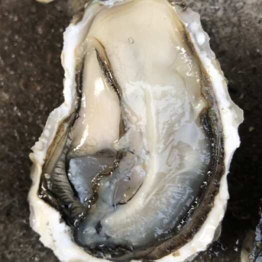 饶平县广东潮州批发鲜活大生蚝全壳牡蛎通货半壳小生蚝100斤中蚝