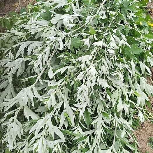 修文县贵阳周边艾草菖蒲现割