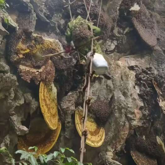 梁河县云南野生蜂蜜