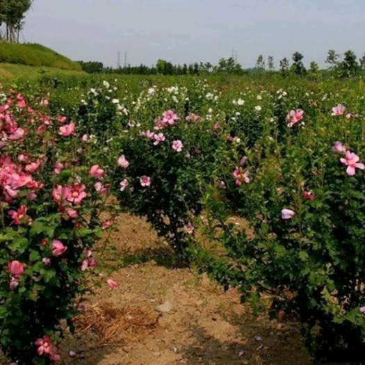 木槿 陕西木槿苗 木槿树苗 高杆各种规格 2-15厘米以上