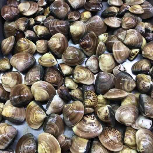 连云港新鲜鲜活中号文蛤文蛤海鲜水产鲜活真文蛤鲜活贝类大文蛤