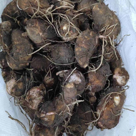 （新货）2025广东新红芽芋种植大量上市欢迎订购，可开发票