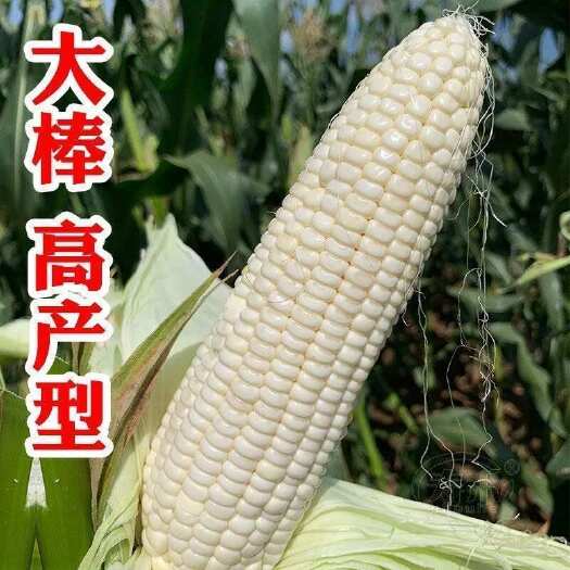 祁东县万农白甜糯1号玉米种子杂交玉米种籽甜加糯玉米种子