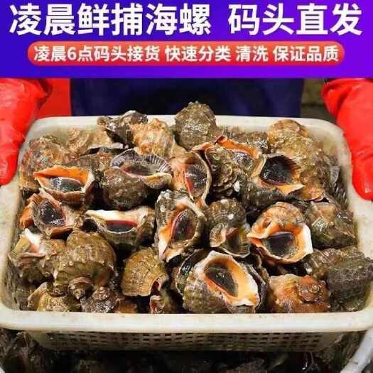 连云港海螺鲜活批发特大 海捕现发新鲜大中小超肥海螺贝类海鲜水产