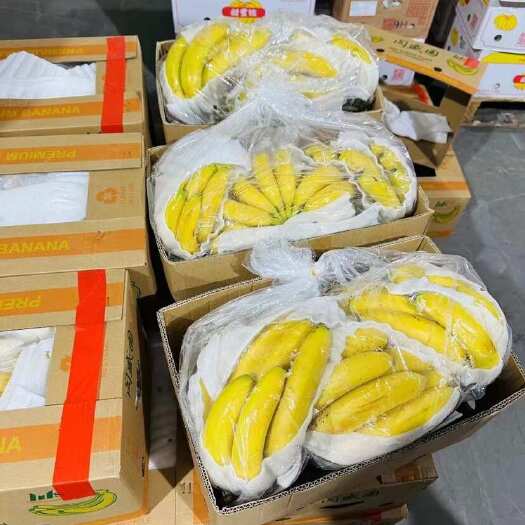 上海精品菲律宾二黄蕉 规模齐全