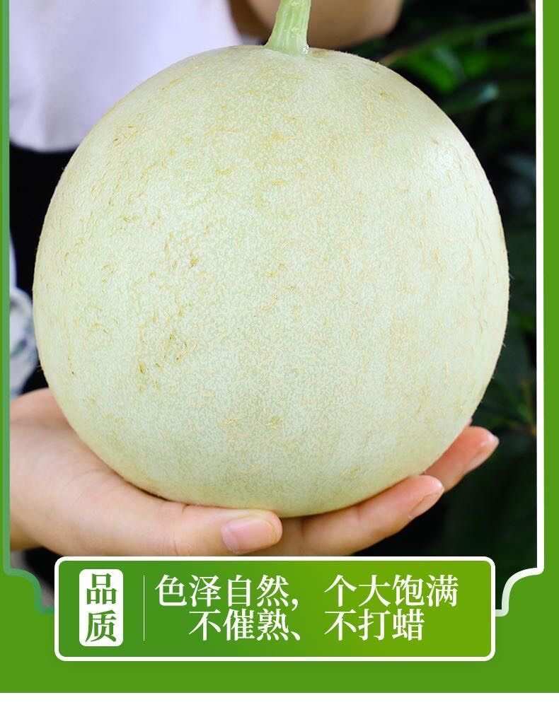 山东聊城玉菇甜瓜
