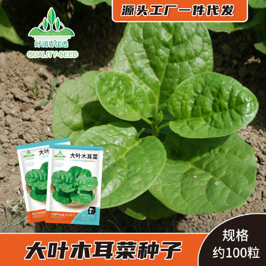 木耳菜大叶木耳菜豆腐菜种子四季蔬菜种子易种农田菜园抗热