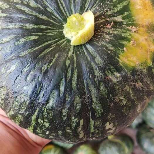 大荔县陕西板栗南瓜