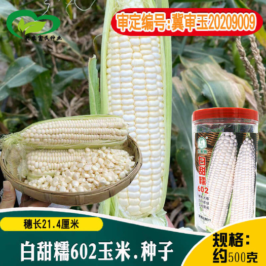 河间市国审白甜糯602玉米种子农田菜园早熟大穗鲜食甜糯白玉米籽