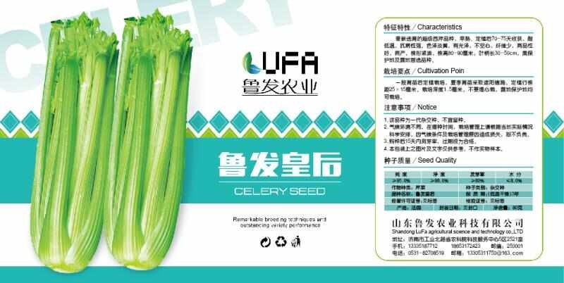 济南皇后西芹，鲁发皇后