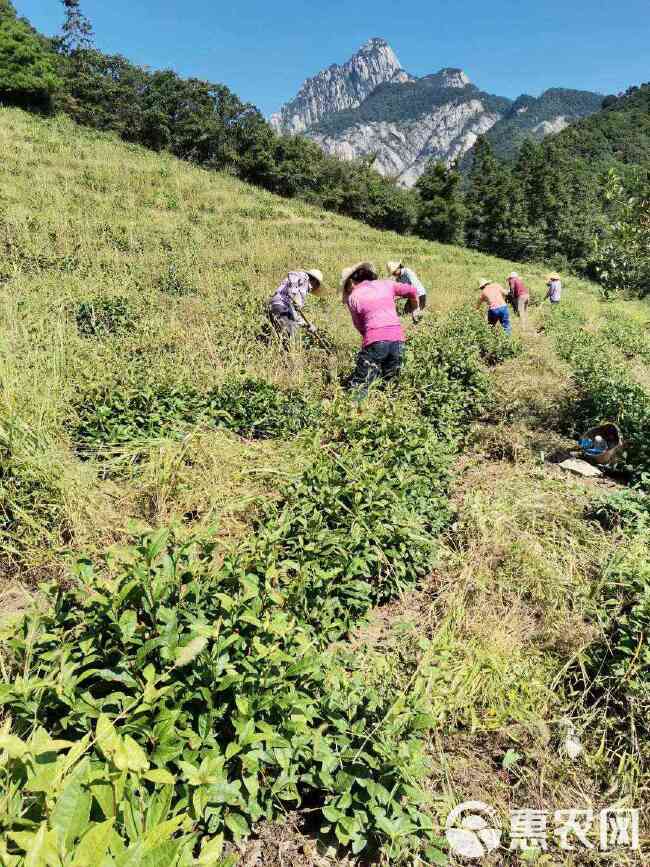 黄山祁门红茶（红茶香螺）