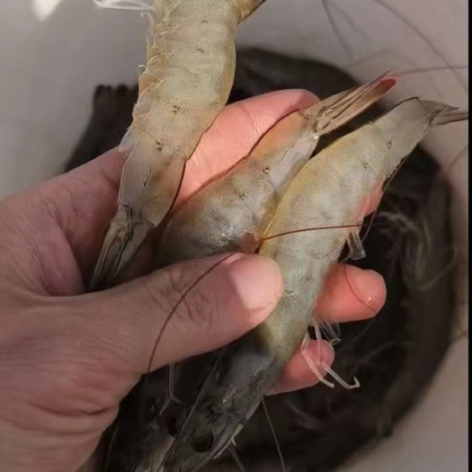 江门广东南美白对虾，沙虾，明虾，