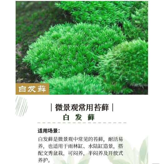 北京鲜活苔藓青苔微景观园林假山园艺大灰藓小灰藓白发藓