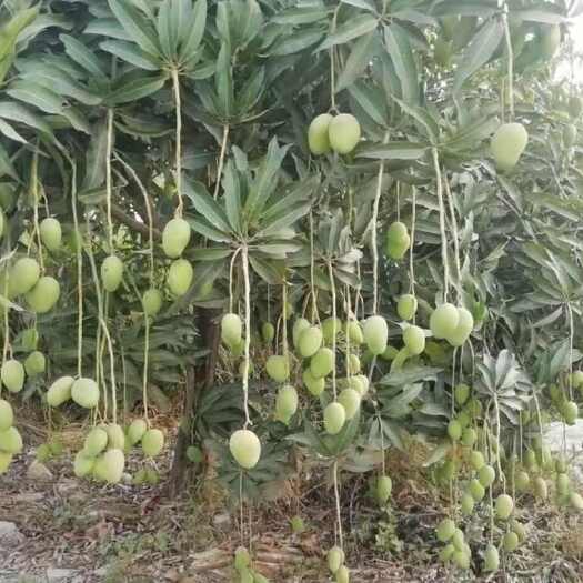 上海云南元江台农芒果中果台农芒3斤50包邮
